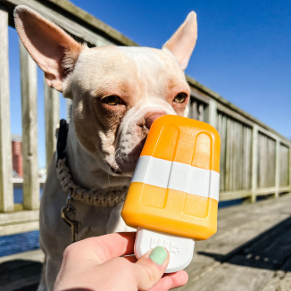 Creamsicle Pup