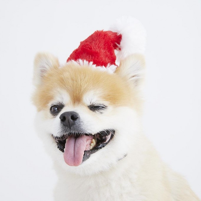 Santa Paws Hat