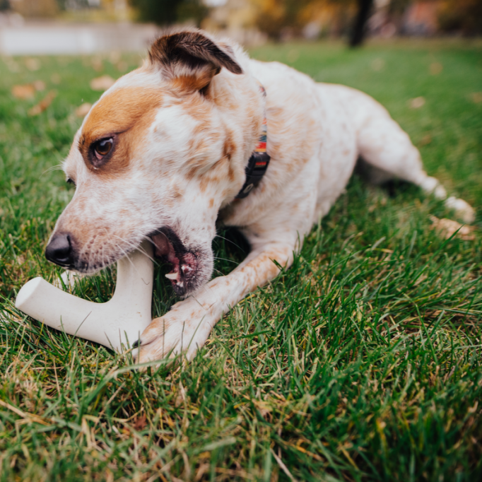 Plucky Wishbone