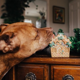 Gingerbark House Treat Kit