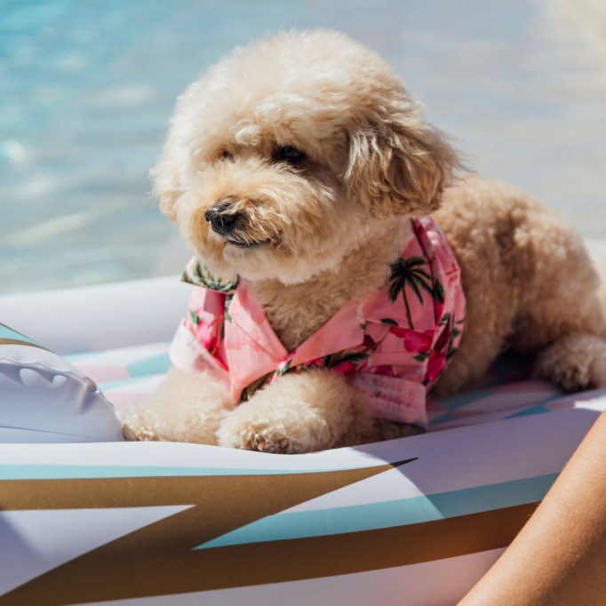 Yacht Float for Dogs