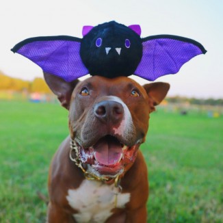 Bram the Bat