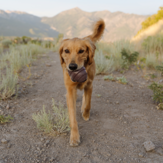 Pup&#39;s Treat Pinecone