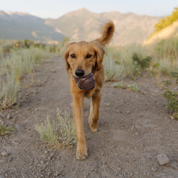 Pup&#39;s Treat Pinecone