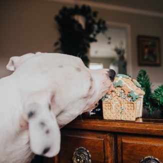 Gingerbark House Treat Kit