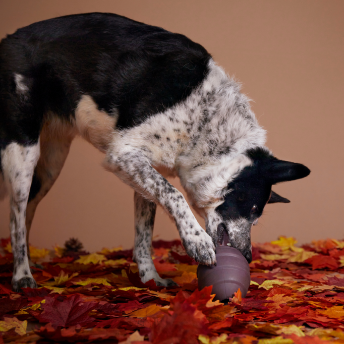 Pup&#39;s Treat Pinecone