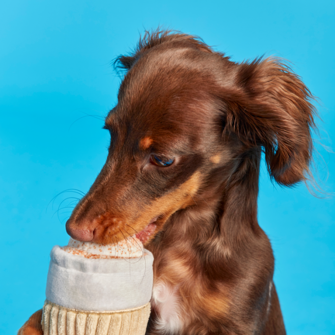 Puppy Spice Latte