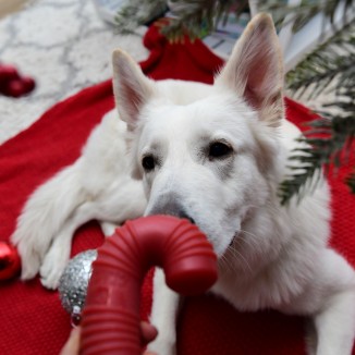 Puppermint Candy Cane