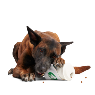 Pupkin Spice Yappuccino