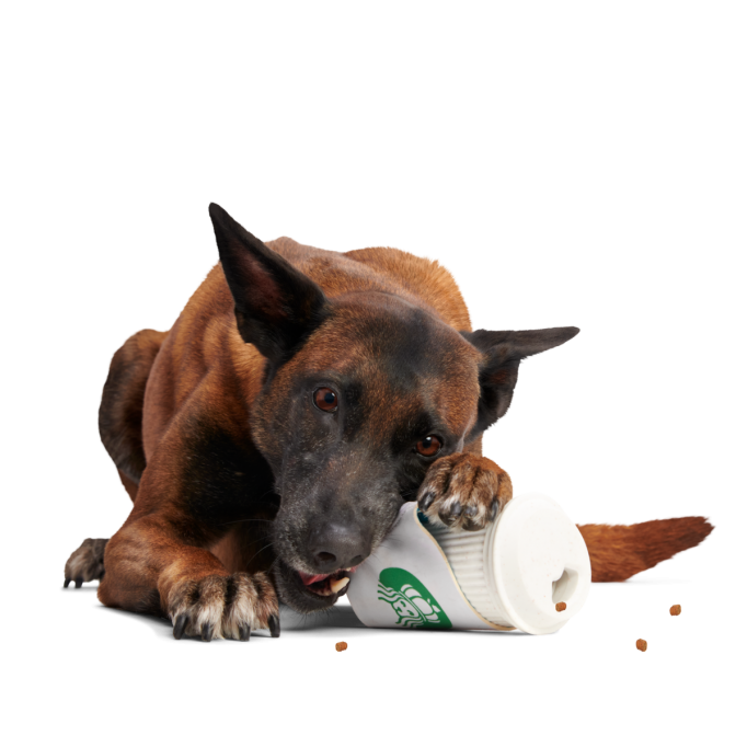 Pupkin Spice Yappuccino