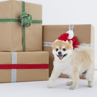 Santa Paws Hat