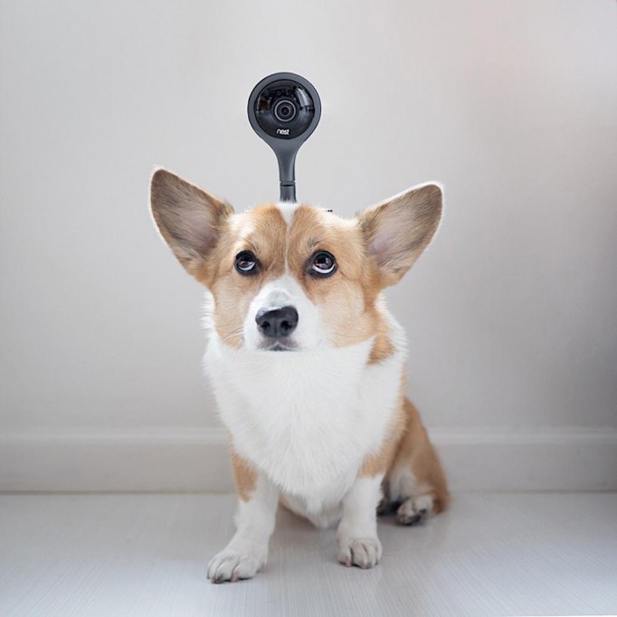 Nest Cam Indoor