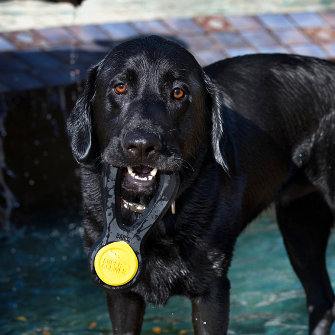 World Chomp Medal