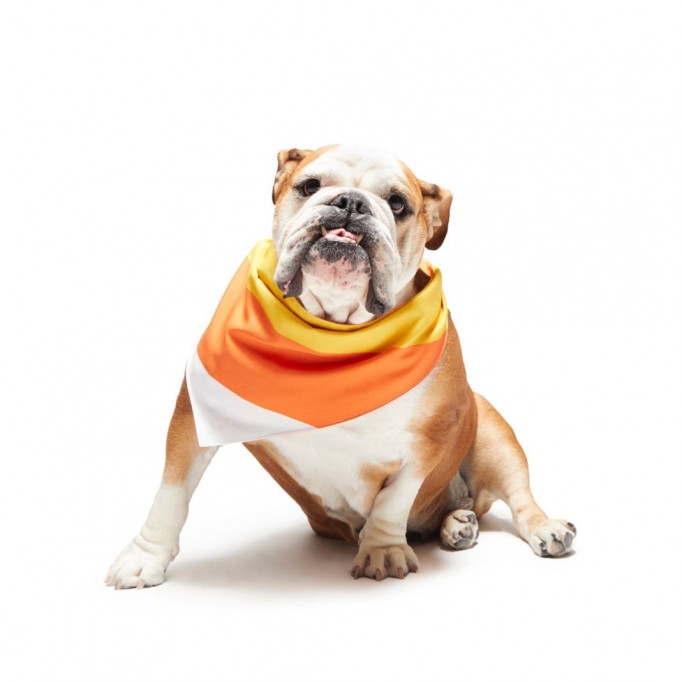 Candy Corn Bandana