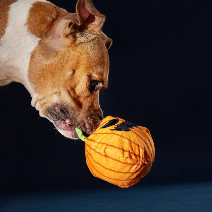 Snarl the Gnarly Pumpkin