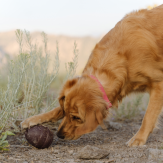 Pup&#39;s Treat Pinecone