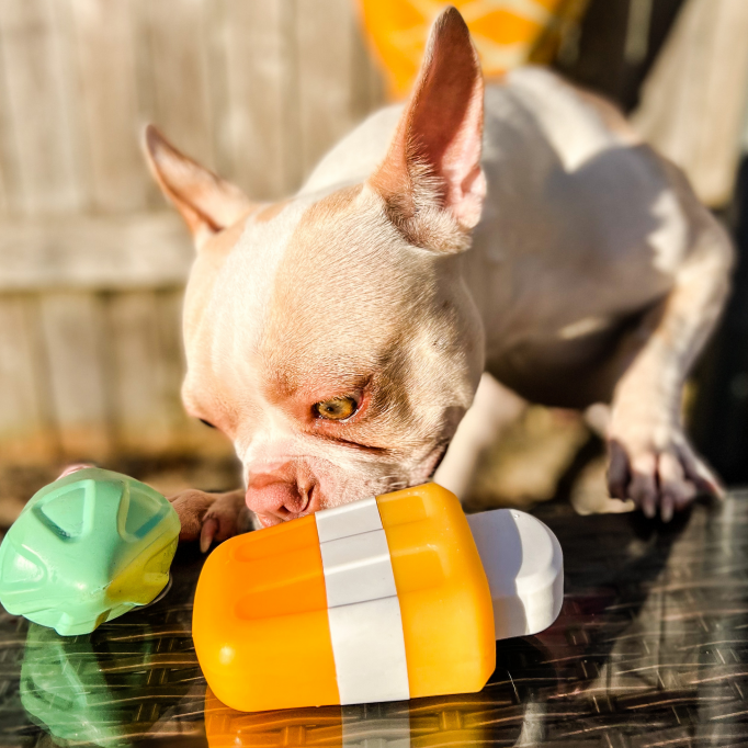 Creamsicle Pup