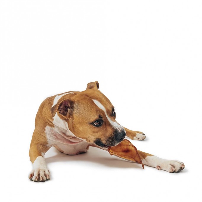 Pig Ear Dog Chew