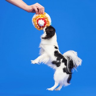 Founding Funnel Cake