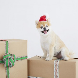 Santa Paws Hat