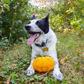 Snack-O&#39; Lantern