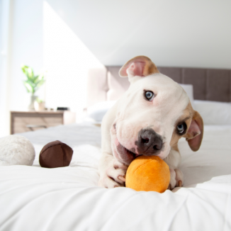 DUNKIN’™ Munchkin® Donut Hole Treats