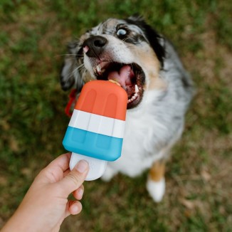 Red White + Chew Pupsicle