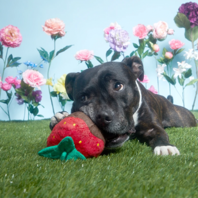 Chocolate Slobber Strawberry